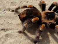Pavúk vo sne: prečo snívate o tarantule?