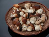 Kedy zbierať huby: Ako zbierať huby v lese Kde môžu rásť huby