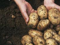Kuidas käib kartuli kokkuost elanikkonnalt?