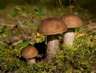 Как сушить грибы подберезовики на зиму – все способы сушки грибов в домашних условиях Подосиновики сушеные рецепты приготовления на зиму